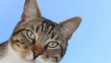 Entendendo os miados