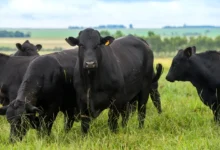Inteligência artificial ajuda pecuaristas a melhorar genética de rebanhos Brangus