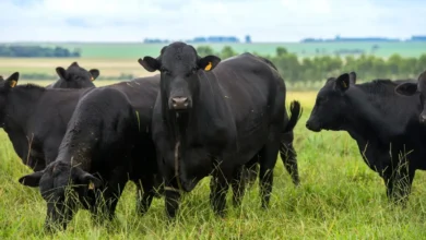 Inteligência artificial ajuda pecuaristas a melhorar genética de rebanhos Brangus