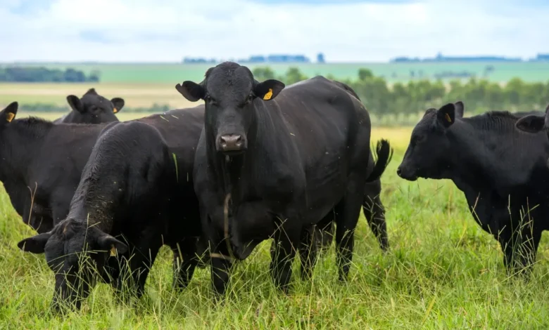 Inteligência artificial ajuda pecuaristas a melhorar genética de rebanhos Brangus